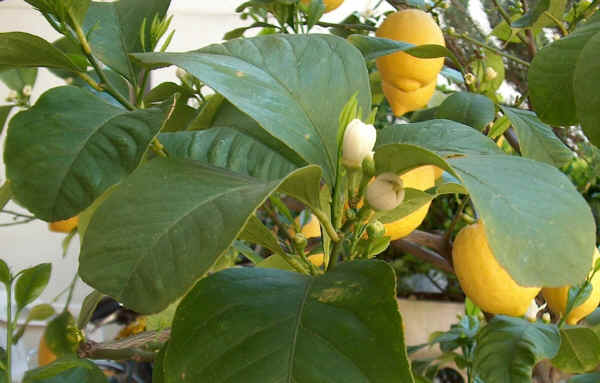 Rifiorescenza del limone: frutti e fiori 